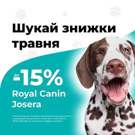 Кіт і пес